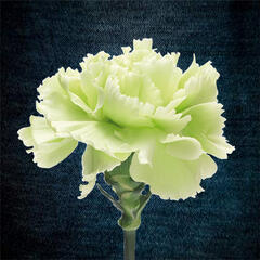 LeviMonroses PFP